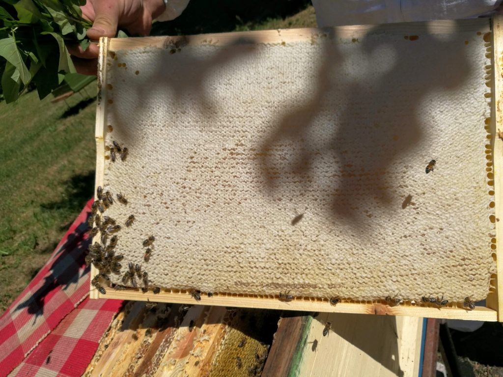 frame filled with honey